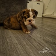 English Bulldog - Both