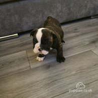 English Bulldog - Both