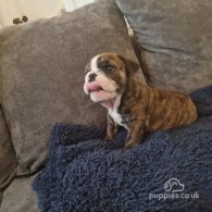 English Bulldog - Both