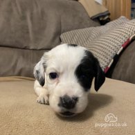 English Springer Spaniel - Both