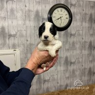 English Springer Spaniel - Both