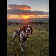 English Springer Spaniel