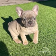 French Bulldog - Dogs