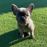 French Bulldog - Dogs