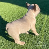 French Bulldog - Dogs