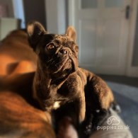 French Bulldog - Dogs