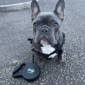 French Bulldog