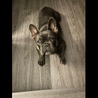 French Bulldog