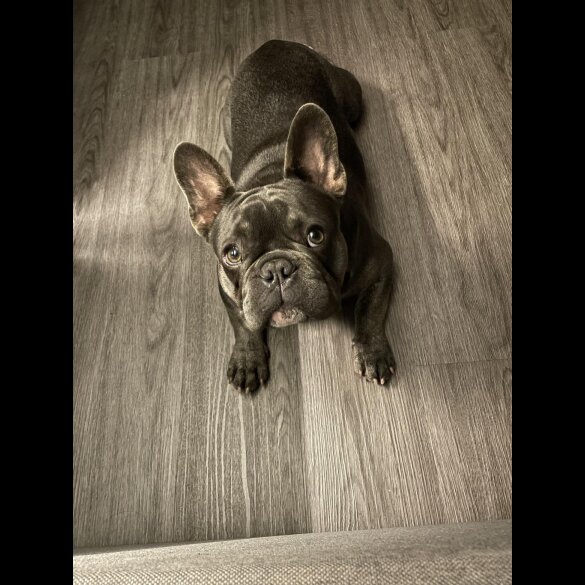 French Bulldog