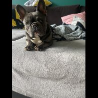 French Bulldog