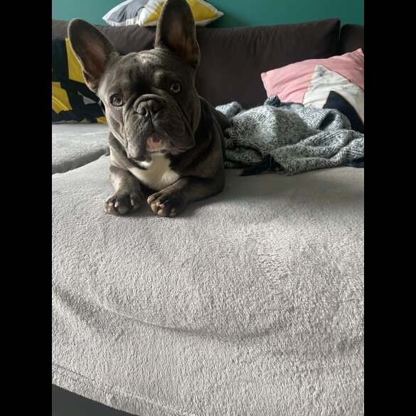 French Bulldog