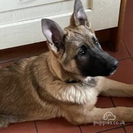 German Shepherd (Alsatian) - Dogs