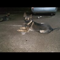 German Shepherd (Alsatian)