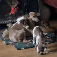 Italian Greyhound - Both