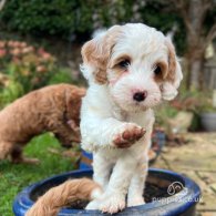 Labradoodle - Both