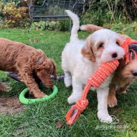 Labradoodle - Both