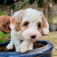 Labradoodle - Both