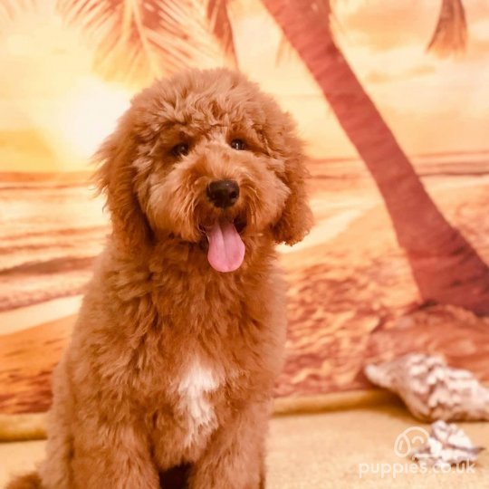 Labradoodle - Dogs