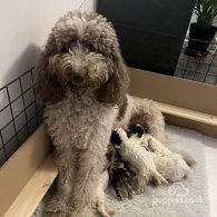 Labradoodle - Both