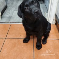 Labrador Retriever - Both