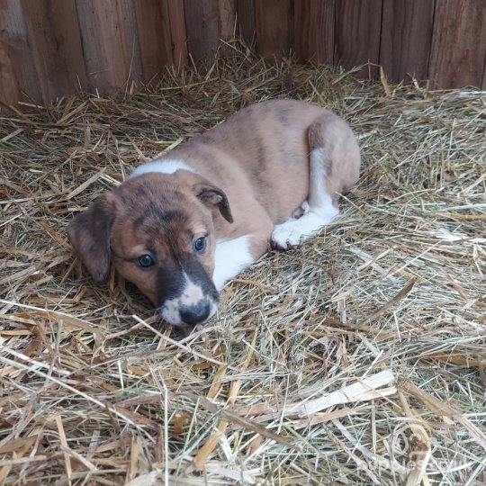 Lurcher puppies for hot sale sale near me