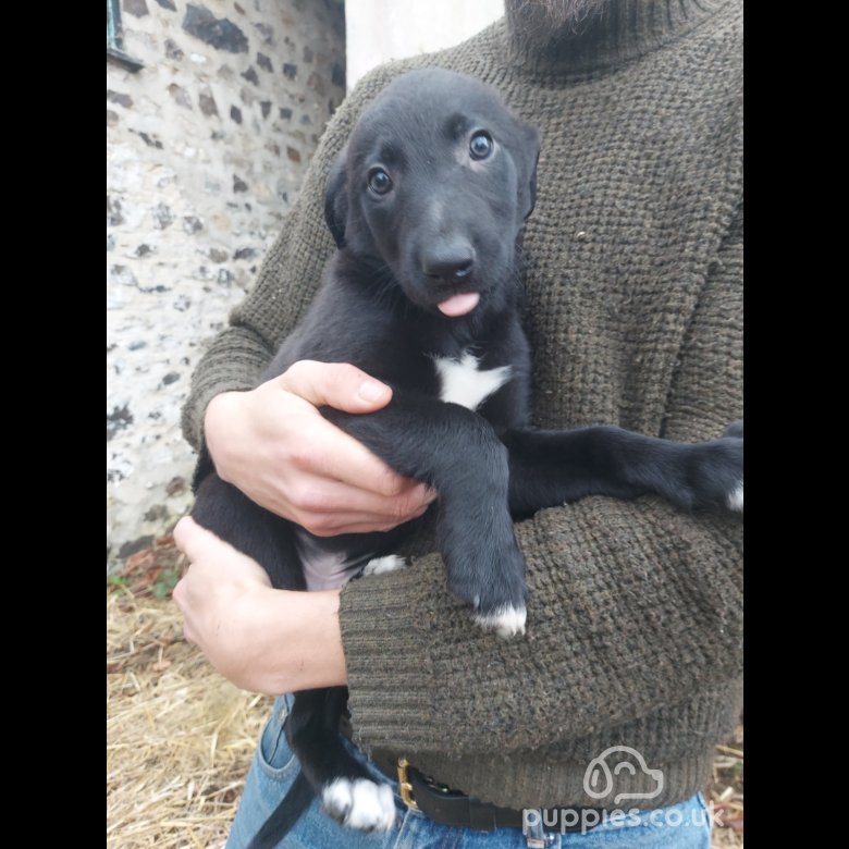 Hancock sales lurcher puppies