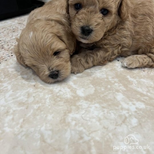 Maltipoo puppies for sale sales near me