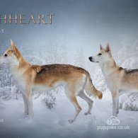 Northern Inuit - Both