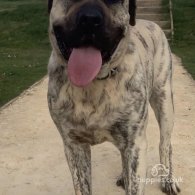 Presa Canario - Bitches