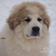 Pyrenean Mountain Dog - Both