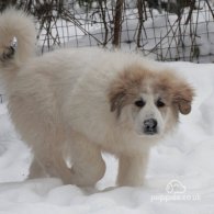 Pyrenean Mountain Dog - Both