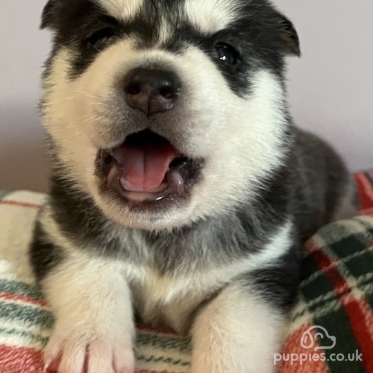 Alaskan husky puppies for sale hot sale near me