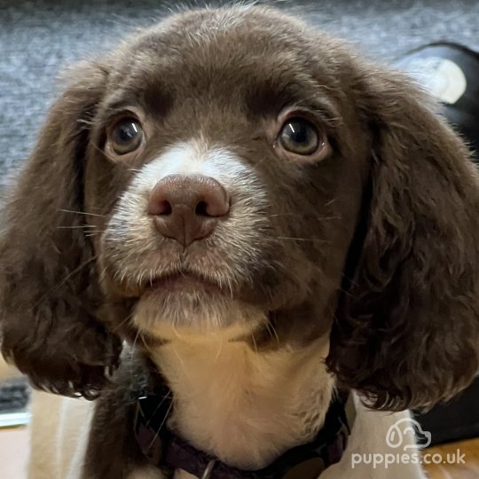 Sprocker spaniel puppies for sale store near me