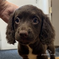 Sprocker Spaniel - Both