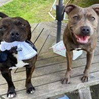 Staffordshire Bull Terrier - Dogs