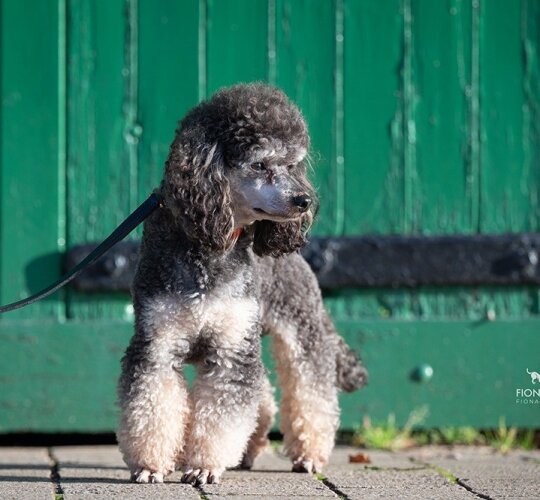 Toy Poodle