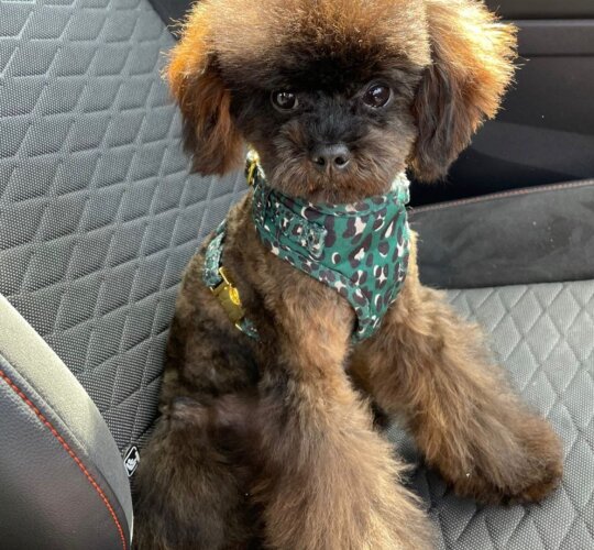 Toy Poodle