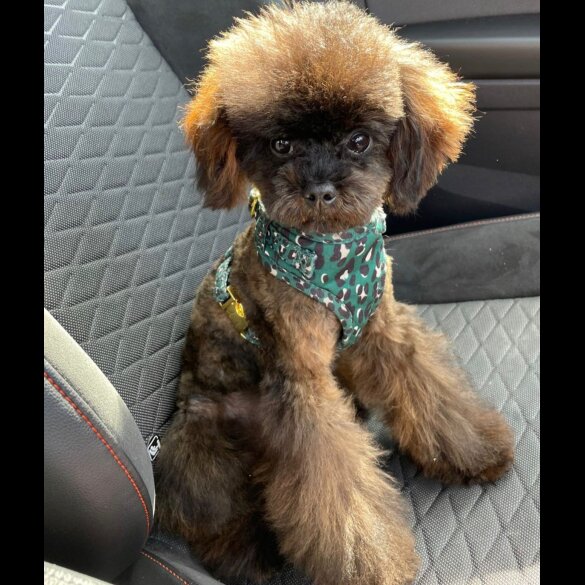 Toy Poodle