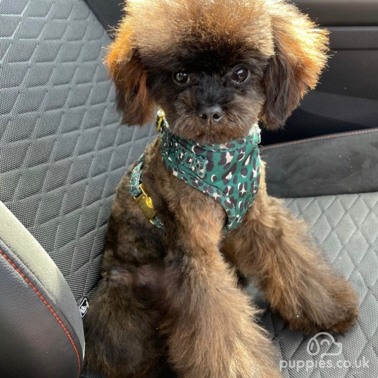 Toy Poodle for Stud Asian Micro Toy Poodle Stud Dog For Stud