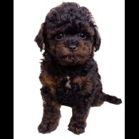 Toy Poodle