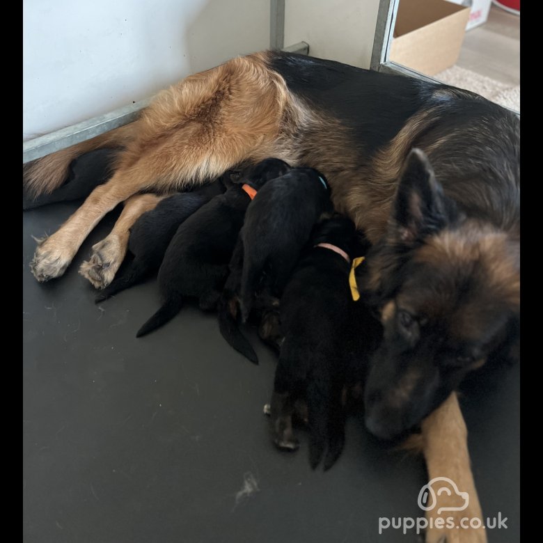 German Shepherd (Alsatian) | Sale | Newark-on-Trent, Nottinghamshire ...