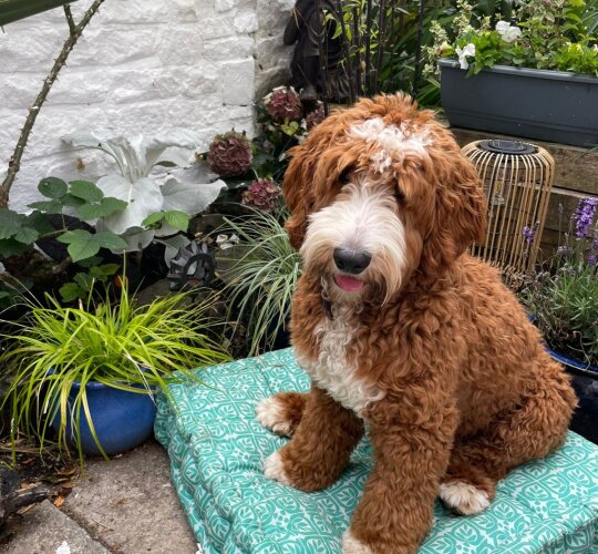 Goldendoodle