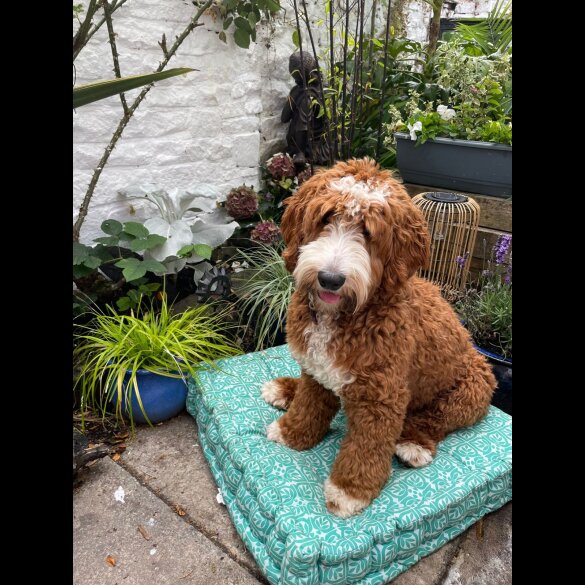 Goldendoodle