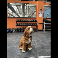 Goldendoodle