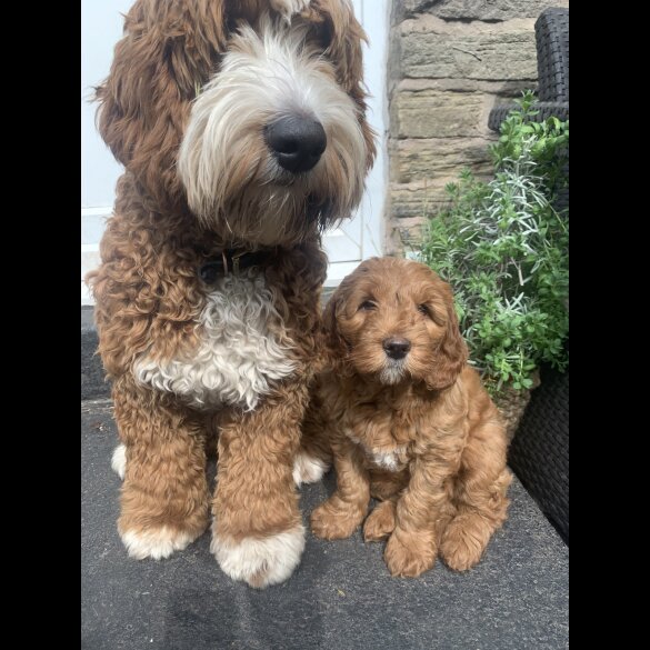 Goldendoodle