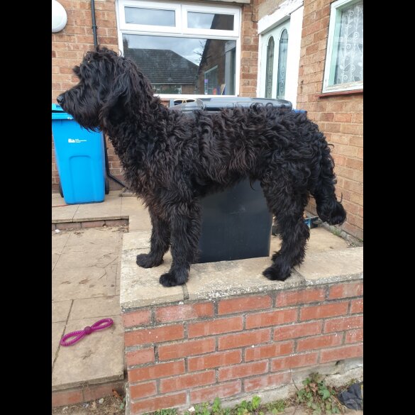 Goldendoodle