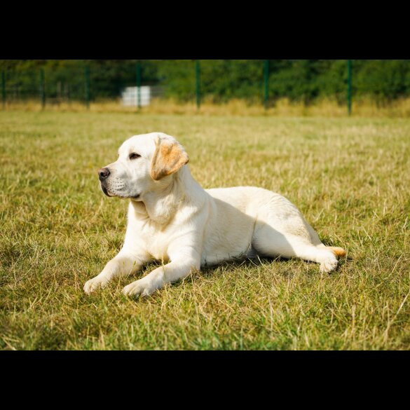 Labrador Retriever