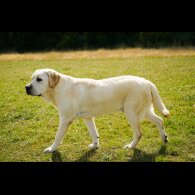 Labrador Retriever