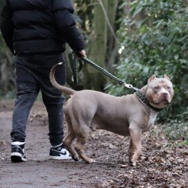 American Bulldog