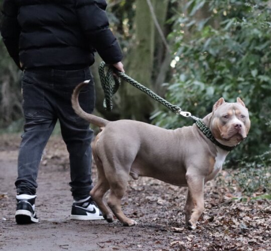 American Bulldog